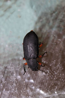 Haplandrus fulvipes A Tenebrionid beetle at a disturbed forest edge (near fallen pine trees).  Geotagged,Haplandrus fulvipes,Summer,United States