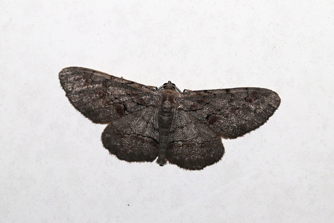 Large Purplish Gray (Iridopsis vellivolata)? At a porch light at the edge of a dense mixed forest.  Geotagged,Iridopsis vellivolata,Summer,United States