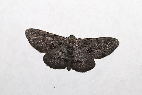 Large Purplish Gray (Iridopsis vellivolata)? At a porch light at the edge of a dense mixed forest.  Geotagged,Iridopsis vellivolata,Summer,United States