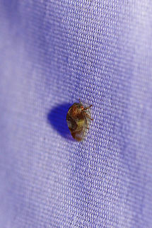 Cyrtolobus vau At a UV light setup (395nm) at a forest edge. Cyrtolobus vau,Geotagged,Summer,United States