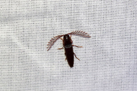 Dicrepidius palmatus At a UV light setup (395nm) at the edge of a dense mixed forest.  Dicrepidius palmatus,Geotagged,Summer,United States