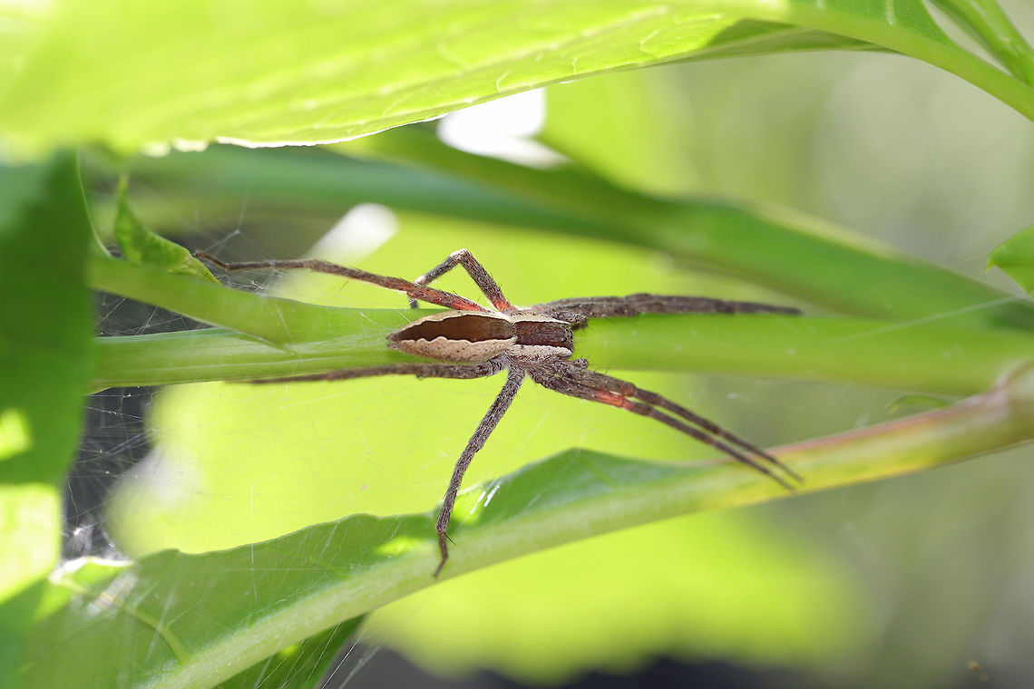 American Nursery Web Spider (Pisaurina mira) On a young Pokeweed (Phytolacca americana) plant. Geotagged,Pisaurina mira,Summer,United States