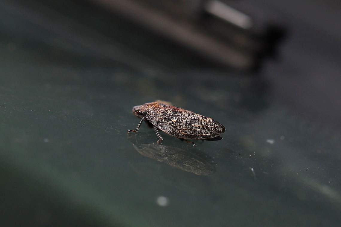 Pine Spittlebug (Aphrophora cribrata) At a forest edge, on the windshield of my car! Aphrophora cribrata,Geotagged,Summer,United States