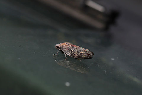 Pine Spittlebug (Aphrophora cribrata) At a forest edge, on the windshield of my car! Aphrophora cribrata,Geotagged,Summer,United States