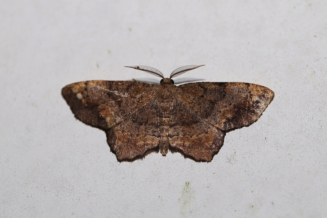 One-spotted Variant Moth (Hypagyrtis unipunctata) At porch lights at a dense mixed forest edge.  Geotagged,Hypagyrtis unipunctata,One-spotted variant moth,Summer,United States