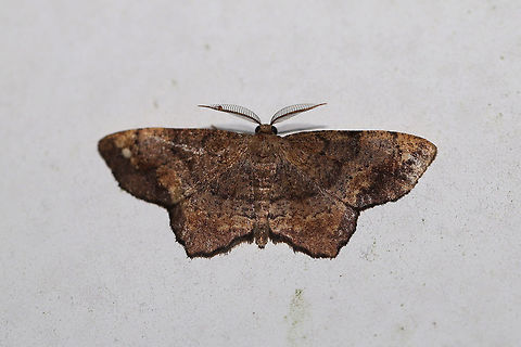 One-spotted Variant Moth (Hypagyrtis unipunctata) At porch lights at a dense mixed forest edge.  Geotagged,Hypagyrtis unipunctata,One-spotted variant moth,Summer,United States