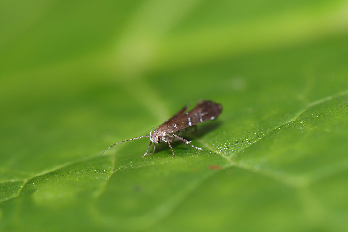 Iridescent Strobisia Moth (Strobisia iridipennella) Moth twirling/spinning around very quickly on a leaf surface at the edge of a dense mixed forest. <br />
<figure class="photo"><a href="https://www.jungledragon.com/image/81563/iridescent_strobisia_moth_strobisia_iridipennella.html" title="Iridescent Strobisia Moth (Strobisia iridipennella)"><img src="https://s3.amazonaws.com/media.jungledragon.com/images/3231/81563_thumb.jpg?AWSAccessKeyId=05GMT0V3GWVNE7GGM1R2&Expires=1769040010&Signature=jcRyI8x49qUOPmQ9S4FchigV7Gk%3D" width="200" height="134" alt="Iridescent Strobisia Moth (Strobisia iridipennella) Moth twirling/spinning around very quickly on a leaf surface at the edge of a dense mixed forest. <br />
https://www.jungledragon.com/image/81562/iridescent_strobisia_moth_strobisia_iridipennella.html Geotagged,Strobisia iridipennella,Summer,United States" /></a></figure> Geotagged,Strobisia iridipennella,Summer,United States