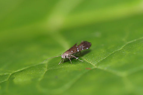 Iridescent Strobisia Moth (Strobisia iridipennella) Moth twirling/spinning around very quickly on a leaf surface at the edge of a dense mixed forest. 
https://www.jungledragon.com/image/81563/iridescent_strobisia_moth_strobisia_iridipennella.html Geotagged,Strobisia iridipennella,Summer,United States