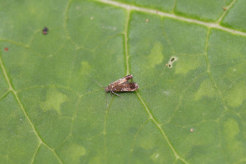 Iridescent strobisia moth