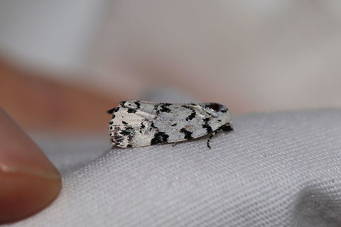 Hebrew Moth (Polygrammate hebraeicum) At a UV light setup (395nm) at a dense mixed forest edge. 
https://www.jungledragon.com/image/81565/hebrew_moth_polygrammate_hebraeicum.html Geotagged,Polygrammate hebraeicum,Summer,United States