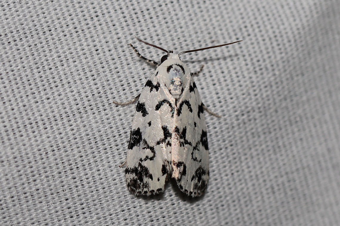 Hebrew Moth (Polygrammate hebraeicum) At a UV light setup (395nm) at a dense mixed forest edge. <br />
<figure class="photo"><a href="https://www.jungledragon.com/image/81564/hebrew_moth_polygrammate_hebraeicum.html" title="Hebrew Moth (Polygrammate hebraeicum)"><img src="https://s3.amazonaws.com/media.jungledragon.com/images/3231/81564_thumb.jpg?AWSAccessKeyId=05GMT0V3GWVNE7GGM1R2&Expires=1769040010&Signature=R40Ar7fClgk7BLrTQToXj8LXzt8%3D" width="200" height="134" alt="Hebrew Moth (Polygrammate hebraeicum) At a UV light setup (395nm) at a dense mixed forest edge. <br />
https://www.jungledragon.com/image/81565/hebrew_moth_polygrammate_hebraeicum.html Geotagged,Polygrammate hebraeicum,Summer,United States" /></a></figure> Geotagged,Polygrammate hebraeicum,Summer,United States