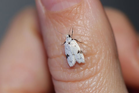 Black-marked Inga Moth (Inga sparsiciliella) At a UV light setup (395nm) at a dense mixed forest edge.  Black-marked inga moth,Geotagged,Inga sparsiciliella,Summer,United States
