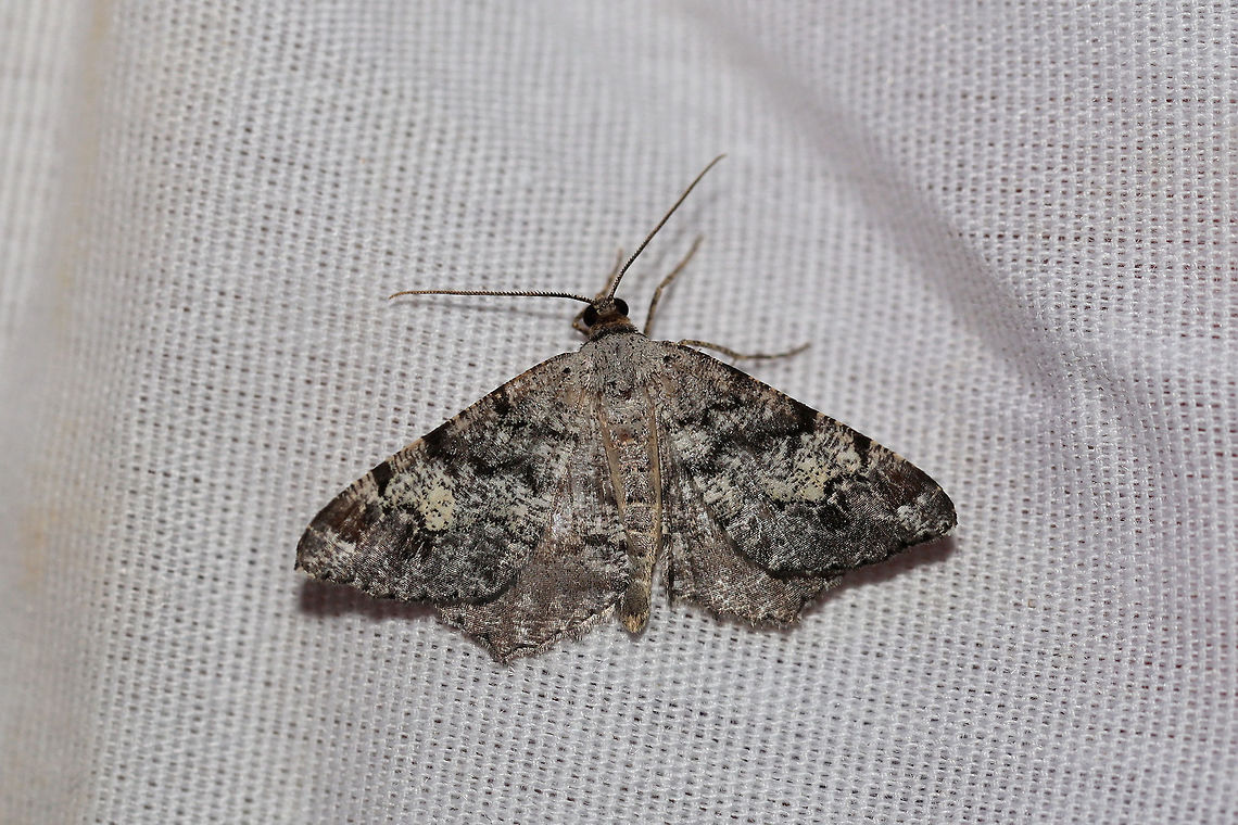 Granite Angle (Macaria granitata) At a UV light setup (395nm) at a dense mixed forest edge. Geotagged,Macaria granitata,Summer,United States
