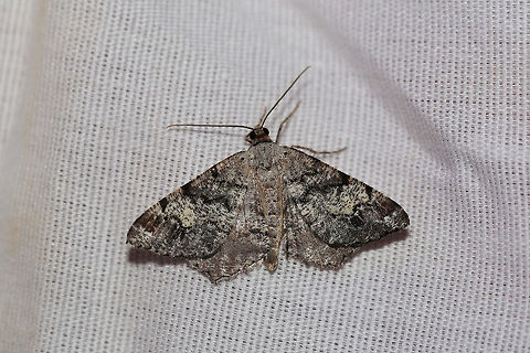 Granite Angle (Macaria granitata) At a UV light setup (395nm) at a dense mixed forest edge. Geotagged,Macaria granitata,Summer,United States