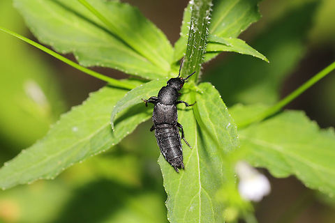 Platydracus fossator On wildflowers at a dense mixed forest edge.  Geotagged,Platydracus fossator,Red-spotted Rove Beetle,Summer,United States
