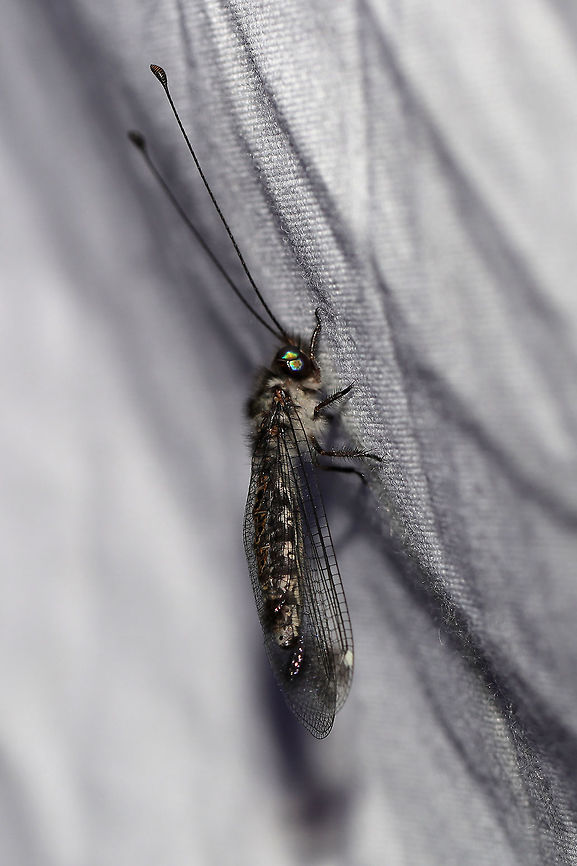 Four-spotted Owlfly (Ululodes quadripunctatus) At a UV light setup (365nm) at the edge of a dense mixed forest. <br />
<figure class="photo"><a href="https://www.jungledragon.com/image/81626/four-spotted_owlfly_ululodes_quadripunctatus.html" title="Four-spotted Owlfly (Ululodes quadripunctatus)"><img src="https://s3.amazonaws.com/media.jungledragon.com/images/3231/81626_thumb.jpg?AWSAccessKeyId=05GMT0V3GWVNE7GGM1R2&Expires=1769040010&Signature=OXWKdSeLUUj%2B3uw8fVSBBuNqrn8%3D" width="102" height="152" alt="Four-spotted Owlfly (Ululodes quadripunctatus) At a UV light setup (365nm) at the edge of a dense mixed forest. <br />
<br />
My first owlfly caught on camera! This one was quite content to bask in the UV light this morning!<br />
https://www.jungledragon.com/image/81625/four-spotted_owlfly_ululodes_quadripunctatus.html<br />
https://www.jungledragon.com/image/81658/four-spotted_owlfly_ululodes_quadripunctatus.html Geotagged,Summer,Ululodes quadripunctatus,United States" /></a></figure><br />
<figure class="photo"><a href="https://www.jungledragon.com/image/81658/four-spotted_owlfly_ululodes_quadripunctatus.html" title="Four-spotted Owlfly (Ululodes quadripunctatus)"><img src="https://s3.amazonaws.com/media.jungledragon.com/images/3231/81658_thumb.jpg?AWSAccessKeyId=05GMT0V3GWVNE7GGM1R2&Expires=1769040010&Signature=5Z2VmKw1cElXChm7xyX2NsuG848%3D" width="200" height="134" alt="Four-spotted Owlfly (Ululodes quadripunctatus) At a UV light setup (365nm) at the edge of a dense mixed forest.<br />
<br />
My first owlfly caught on camera! This one was quite content to bask in the UV light this morning! Four-Spotted Owlfly,Geotagged,Summer,Ululodes quadripunctatus,United States" /></a></figure> Geotagged,Summer,Ululodes quadripunctatus,United States