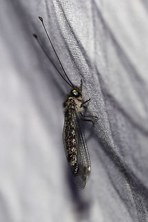 Four-spotted Owlfly (Ululodes quadripunctatus) At a UV light setup (365nm) at the edge of a dense mixed forest. 
https://www.jungledragon.com/image/81626/four-spotted_owlfly_ululodes_quadripunctatus.html
https://www.jungledragon.com/image/81658/four-spotted_owlfly_ululodes_quadripunctatus.html Geotagged,Summer,Ululodes quadripunctatus,United States