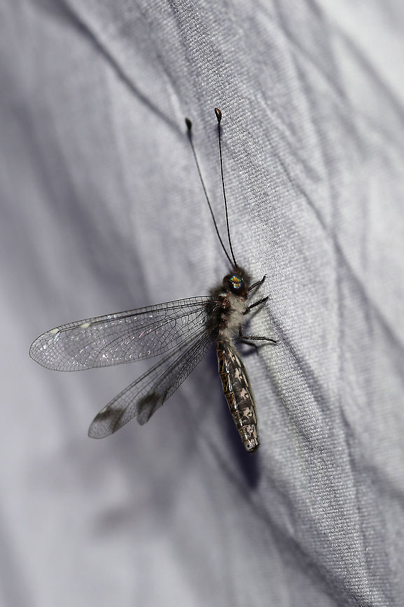 Four-spotted Owlfly (Ululodes quadripunctatus) At a UV light setup (365nm) at the edge of a dense mixed forest. <br />
<br />
My first owlfly caught on camera! This one was quite content to bask in the UV light this morning!<br />
<figure class="photo"><a href="https://www.jungledragon.com/image/81625/four-spotted_owlfly_ululodes_quadripunctatus.html" title="Four-spotted Owlfly (Ululodes quadripunctatus)"><img src="https://s3.amazonaws.com/media.jungledragon.com/images/3231/81625_thumb.jpg?AWSAccessKeyId=05GMT0V3GWVNE7GGM1R2&Expires=1759968010&Signature=hnS%2FvJgrSHpzBAiaxd0ZPIjA7Gc%3D" width="102" height="152" alt="Four-spotted Owlfly (Ululodes quadripunctatus) At a UV light setup (365nm) at the edge of a dense mixed forest. <br />
https://www.jungledragon.com/image/81626/four-spotted_owlfly_ululodes_quadripunctatus.html<br />
https://www.jungledragon.com/image/81658/four-spotted_owlfly_ululodes_quadripunctatus.html Geotagged,Summer,Ululodes quadripunctatus,United States" /></a></figure><br />
<figure class="photo"><a href="https://www.jungledragon.com/image/81658/four-spotted_owlfly_ululodes_quadripunctatus.html" title="Four-spotted Owlfly (Ululodes quadripunctatus)"><img src="https://s3.amazonaws.com/media.jungledragon.com/images/3231/81658_thumb.jpg?AWSAccessKeyId=05GMT0V3GWVNE7GGM1R2&Expires=1759968010&Signature=tMV10DqkTJnROcpqMAWHAhqyIgU%3D" width="200" height="134" alt="Four-spotted Owlfly (Ululodes quadripunctatus) At a UV light setup (365nm) at the edge of a dense mixed forest.<br />
<br />
My first owlfly caught on camera! This one was quite content to bask in the UV light this morning! Four-Spotted Owlfly,Geotagged,Summer,Ululodes quadripunctatus,United States" /></a></figure> Geotagged,Summer,Ululodes quadripunctatus,United States
