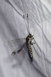 Four-spotted Owlfly (Ululodes quadripunctatus) At a UV light setup (365nm) at the edge of a dense mixed forest. <br />
<br />
My first owlfly caught on camera! This one was quite content to bask in the UV light this morning!<br />
https://www.jungledragon.com/image/81625/four-spotted_owlfly_ululodes_quadripunctatus.html<br />
https://www.jungledragon.com/image/81658/four-spotted_owlfly_ululodes_quadripunctatus.html Geotagged,Summer,Ululodes quadripunctatus,United States