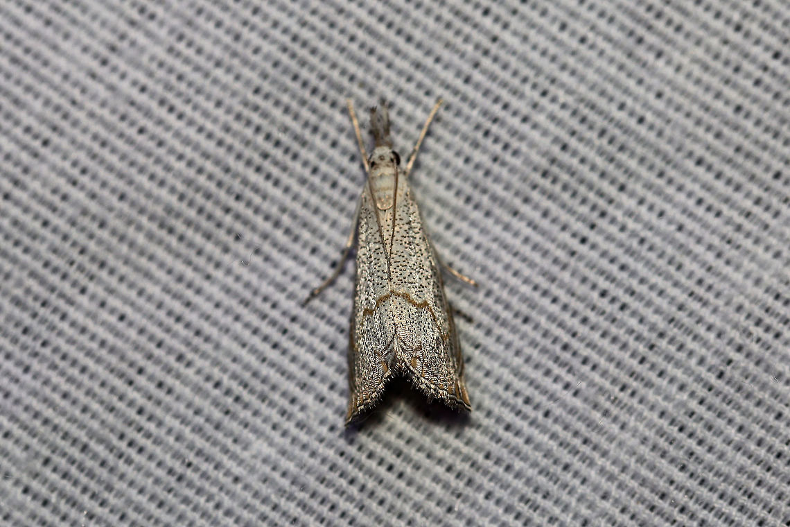 Haimbachia squamulella ID Tentative. I'm thinking either Haimbachia squamulella or Haimbachia placidella?<br />
At a UV light setup (365nm) at a dense mixed forest edge. Geotagged,Haimbachia squamulella,Summer,United States