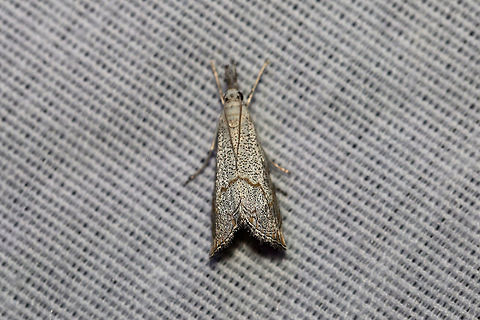 Haimbachia squamulella ID Tentative. I'm thinking either Haimbachia squamulella or Haimbachia placidella?
At a UV light setup (365nm) at a dense mixed forest edge. Geotagged,Haimbachia squamulella,Summer,United States