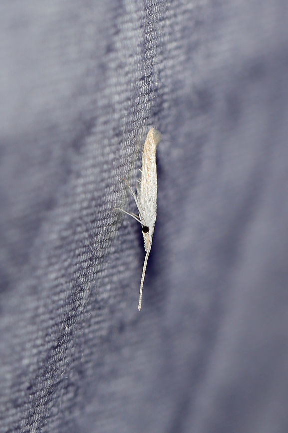 Casebearer Moth (Coleophora querciella)? TINY moth at a UV light setup (365nm) at a dense mixed forest edge Coleophora querciella,Geotagged,Summer,United States