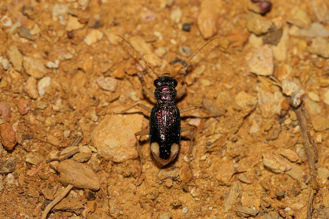 Carolina Tiger Beetle (Tetracha carolina) Hunting before sunrise at the disturbed edge of a dense mixed forest. Carolina tiger beetles are primarily nocturnal, so it was not surprising to see them so active at this time.<br />
<br />
My husband has been telling me about these iridescent tiger beetles that he has been seeing nearly every morning before leaving for work. Finally, I got a shot of one! Geotagged,Summer,Tetracha carolina,United States
