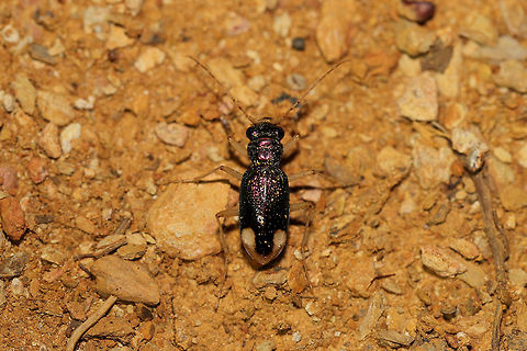 Carolina Tiger Beetle (Tetracha carolina) Hunting before sunrise at the disturbed edge of a dense mixed forest. Carolina tiger beetles are primarily nocturnal, so it was not surprising to see them so active at this time.

My husband has been telling me about these iridescent tiger beetles that he has been seeing nearly every morning before leaving for work. Finally, I got a shot of one! Geotagged,Summer,Tetracha carolina,United States