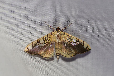 Basswood Leafroller Moth (Pantographa limata) At a UV light setup (365nm) at the edge of a dense mixed forest.  Geotagged,Pantographa limata,Summer,United States