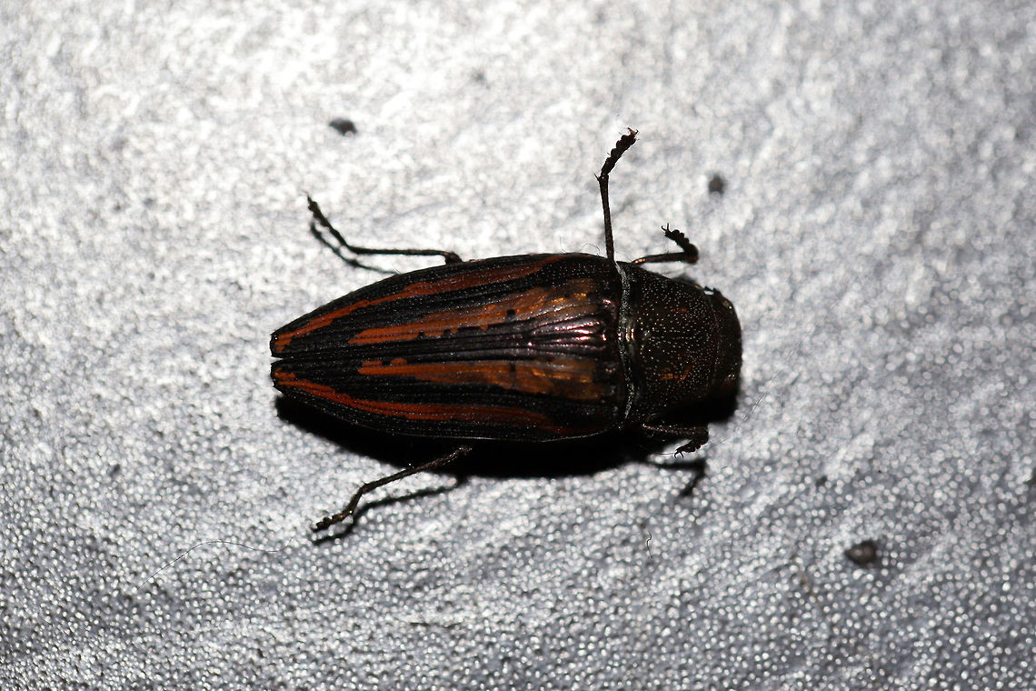 Lined Buprestid Beetle (Buprestis lineata) At the disturbed edge of a dense mixed forest. <br />
<br />
Note: My dog, Charlie, brought it to me (in his mouth) as a gift. Silly boy! Buprestis lineata,Geotagged,Summer,United States