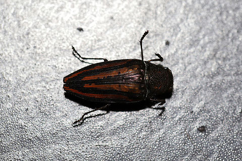 Lined Buprestid Beetle (Buprestis lineata) At the disturbed edge of a dense mixed forest. 

Note: My dog, Charlie, brought it to me (in his mouth) as a gift. Silly boy! Buprestis lineata,Geotagged,Summer,United States