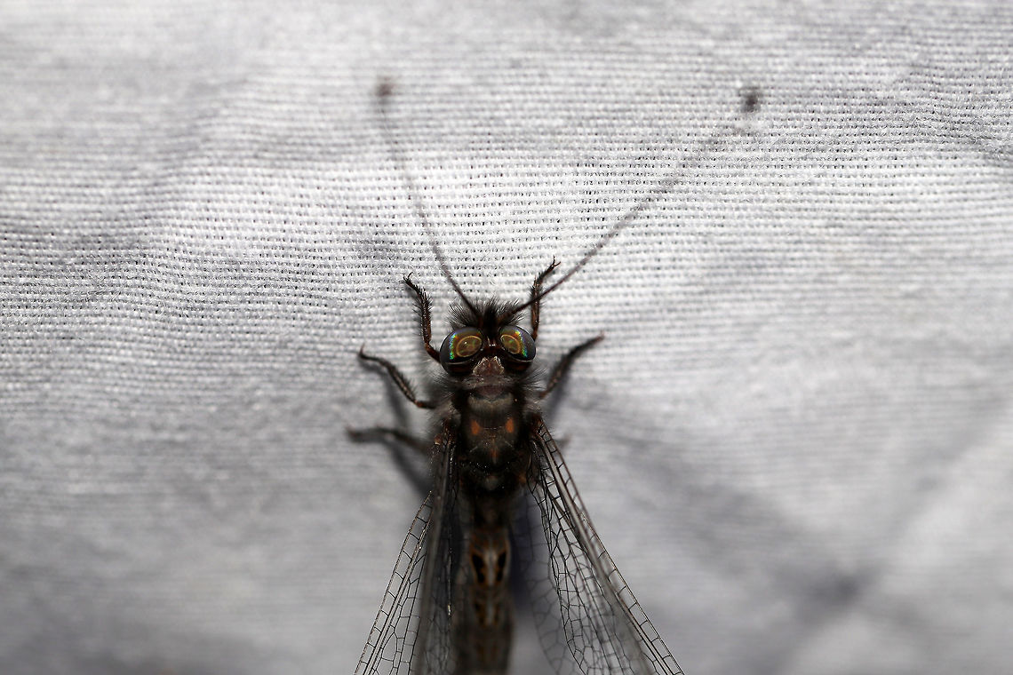 Four-spotted Owlfly (Ululodes quadripunctatus) At a UV light setup (365nm) at the edge of a dense mixed forest.<br />
<br />
My first owlfly caught on camera! This one was quite content to bask in the UV light this morning! Four-Spotted Owlfly,Geotagged,Summer,Ululodes quadripunctatus,United States
