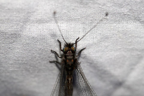 Four-spotted Owlfly (Ululodes quadripunctatus) At a UV light setup (365nm) at the edge of a dense mixed forest.

My first owlfly caught on camera! This one was quite content to bask in the UV light this morning! Four-Spotted Owlfly,Geotagged,Summer,Ululodes quadripunctatus,United States