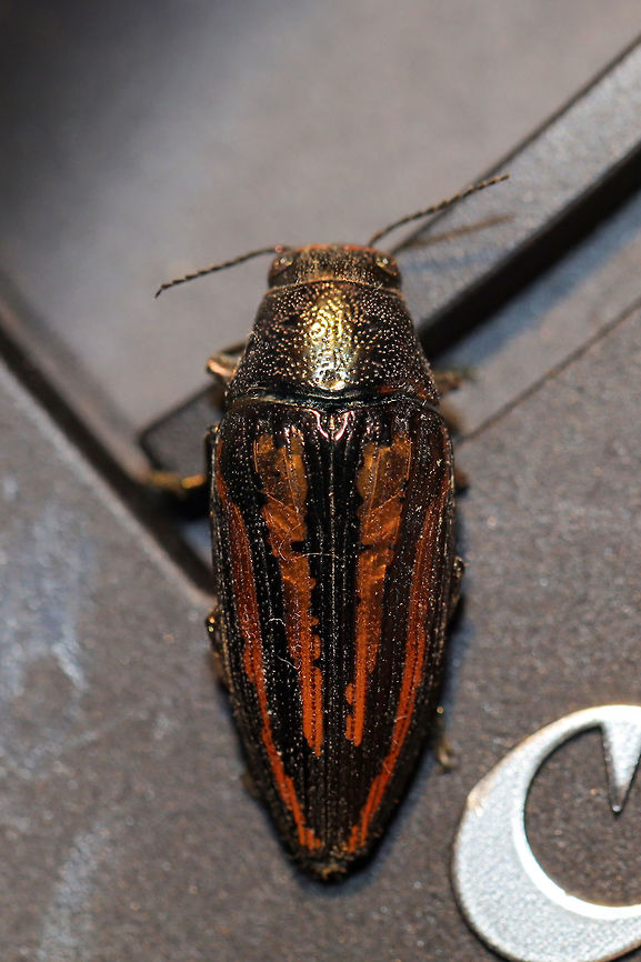 Lined Buprestid Beetle (Buprestis lineata) At the disturbed edge of a dense mixed forest.<br />
<br />
Note: My dog, Charlie, brought it to me (in his mouth) as a gift. Silly boy!  Buprestis lineata,Geotagged,Lined Buprestid Beetle,Summer,United States