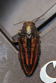 Lined Buprestid Beetle (Buprestis lineata) At the disturbed edge of a dense mixed forest.

Note: My dog, Charlie, brought it to me (in his mouth) as a gift. Silly boy!  Buprestis lineata,Geotagged,Lined Buprestid Beetle,Summer,United States