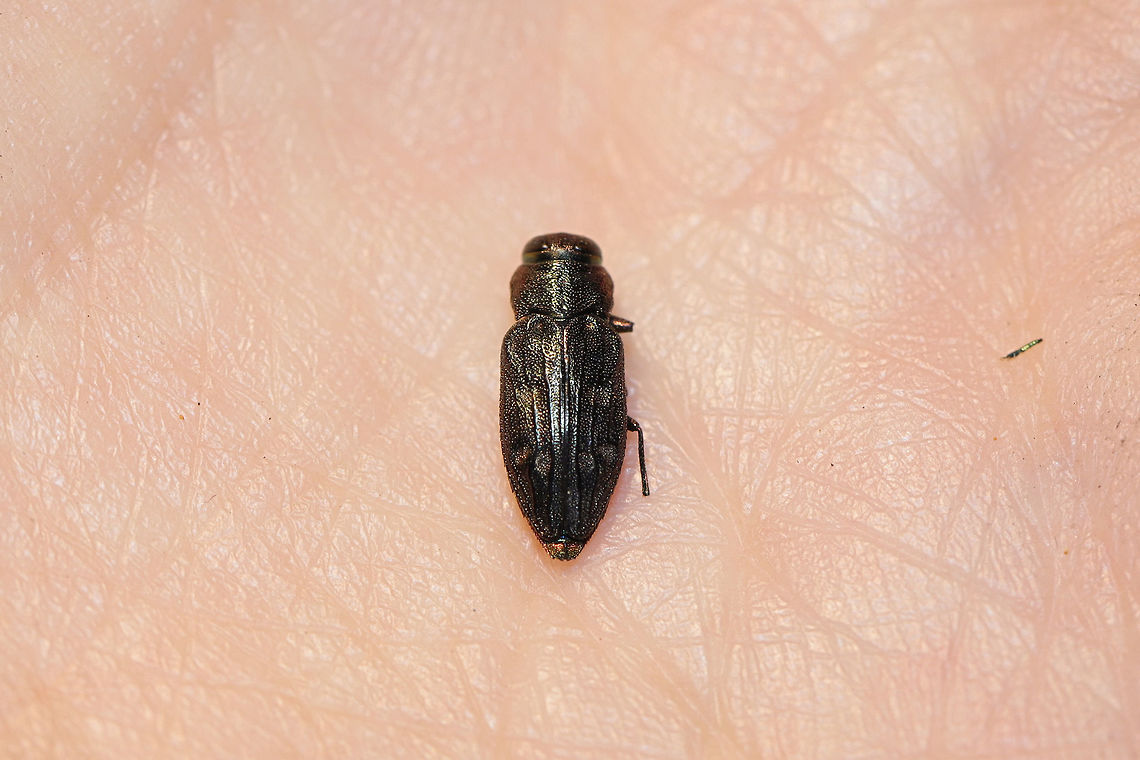 Chrysobothris viridiceps At a dense mixed forest edge (near fallen pines). <br />
<figure class="photo"><a href="https://www.jungledragon.com/image/81678/chrysobothris_viridiceps.html" title="Chrysobothris viridiceps"><img src="https://s3.amazonaws.com/media.jungledragon.com/images/3231/81678_thumb.jpg?AWSAccessKeyId=05GMT0V3GWVNE7GGM1R2&Expires=1769040010&Signature=ukZ6zc3Xe0a78x6%2FbyavLK9Hbpc%3D" width="200" height="134" alt="Chrysobothris viridiceps At a dense mixed forest edge (near fallen pines). <br />
https://www.jungledragon.com/image/81677/chrysobothris_viridiceps.html Chrysobothris viridiceps,Geotagged,Summer,United States" /></a></figure> Chrysobothris viridiceps,Geotagged,Summer,United States