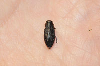 Chrysobothris viridiceps At a dense mixed forest edge (near fallen pines). <br />
https://www.jungledragon.com/image/81678/chrysobothris_viridiceps.html Chrysobothris viridiceps,Geotagged,Summer,United States