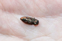 Chrysobothris viridiceps At a dense mixed forest edge (near fallen pines). <br />
https://www.jungledragon.com/image/81677/chrysobothris_viridiceps.html Chrysobothris viridiceps,Geotagged,Summer,United States
