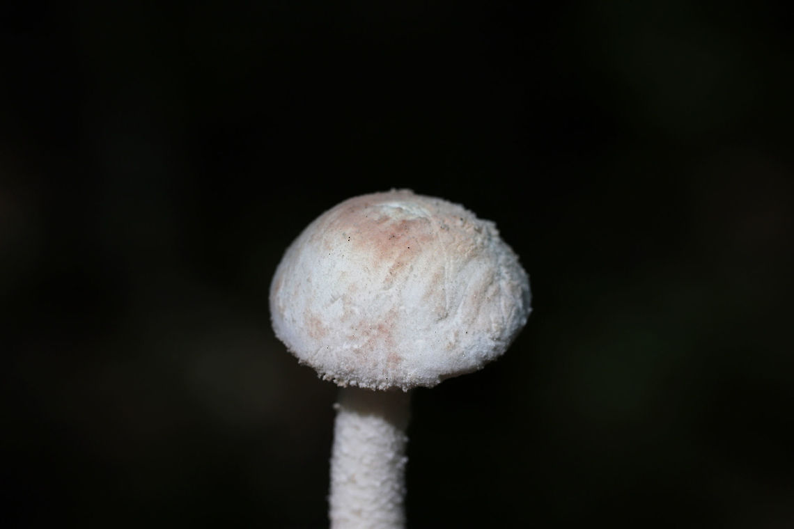 Rose-Tinted Amanita (Amanita roseitincta)? On a densely forested ridge (in mostly pine straw) near a lakeside.<br />
<figure class="photo"><a href="https://www.jungledragon.com/image/81725/rose-tinted_amanita_amanita_roseitincta.html" title="Rose-Tinted Amanita (Amanita roseitincta)"><img src="https://s3.amazonaws.com/media.jungledragon.com/images/3231/81725_thumb.jpg?AWSAccessKeyId=05GMT0V3GWVNE7GGM1R2&Expires=1767225610&Signature=R8dKEBLrmd1P8H%2Ftd8BhMy7szNM%3D" width="200" height="134" alt="Rose-Tinted Amanita (Amanita roseitincta) On a densely forested ridge (in mostly pine straw) near a lakeside.<br />
https://www.jungledragon.com/image/81724/rose-tinted_amanita_amanita_roseitincta.html<br />
https://www.jungledragon.com/image/81727/rose-tinted_amanita_amanita_roseitincta.html Amanita roseitincta,Amanita roseotincta,Geotagged,Summer,United States" /></a></figure><br />
<figure class="photo"><a href="https://www.jungledragon.com/image/81727/rose-tinted_amanita_amanita_roseitincta.html" title="Rose-Tinted Amanita (Amanita roseitincta)"><img src="https://s3.amazonaws.com/media.jungledragon.com/images/3231/81727_thumb.jpg?AWSAccessKeyId=05GMT0V3GWVNE7GGM1R2&Expires=1767225610&Signature=UxlwbWI8TrAD%2BYNSDSUM4kAq4Xo%3D" width="200" height="134" alt="Rose-Tinted Amanita (Amanita roseitincta) On a densely forested ridge (in mostly pine straw) near a lakeside.<br />
https://www.jungledragon.com/image/81725/rose-tinted_amanita_amanita_roseitincta.html<br />
https://www.jungledragon.com/image/81724/rose-tinted_amanita_amanita_roseitincta.html Amanita roseitincta,Amanita roseotincta,Geotagged,Summer,United States" /></a></figure> Amanita roseitincta,Amanita roseotincta,Geotagged,Summer,United States