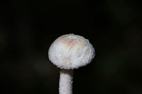 Rose-Tinted Amanita (Amanita roseitincta)? On a densely forested ridge (in mostly pine straw) near a lakeside.<br />
https://www.jungledragon.com/image/81725/rose-tinted_amanita_amanita_roseitincta.html<br />
https://www.jungledragon.com/image/81727/rose-tinted_amanita_amanita_roseitincta.html Amanita roseitincta,Amanita roseotincta,Geotagged,Summer,United States