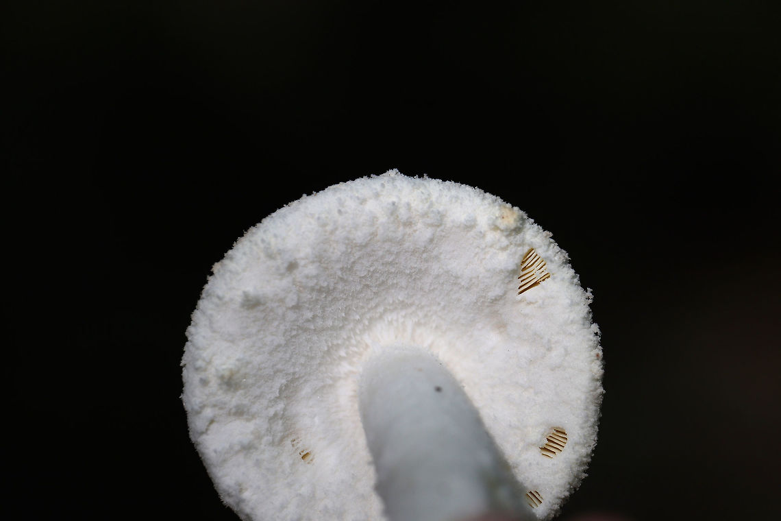 Rose-Tinted Amanita (Amanita roseitincta) On a densely forested ridge (in mostly pine straw) near a lakeside.<br />
<figure class="photo"><a href="https://www.jungledragon.com/image/81724/rose-tinted_amanita_amanita_roseitincta.html" title="Rose-Tinted Amanita (Amanita roseitincta)?"><img src="https://s3.amazonaws.com/media.jungledragon.com/images/3231/81724_thumb.jpg?AWSAccessKeyId=05GMT0V3GWVNE7GGM1R2&Expires=1769040010&Signature=%2BAW1sozFjzBg6mFwiAM%2FLCr2lUY%3D" width="200" height="134" alt="Rose-Tinted Amanita (Amanita roseitincta)? On a densely forested ridge (in mostly pine straw) near a lakeside.<br />
https://www.jungledragon.com/image/81725/rose-tinted_amanita_amanita_roseitincta.html<br />
https://www.jungledragon.com/image/81727/rose-tinted_amanita_amanita_roseitincta.html Amanita roseitincta,Amanita roseotincta,Geotagged,Summer,United States" /></a></figure><br />
<figure class="photo"><a href="https://www.jungledragon.com/image/81727/rose-tinted_amanita_amanita_roseitincta.html" title="Rose-Tinted Amanita (Amanita roseitincta)"><img src="https://s3.amazonaws.com/media.jungledragon.com/images/3231/81727_thumb.jpg?AWSAccessKeyId=05GMT0V3GWVNE7GGM1R2&Expires=1769040010&Signature=B1YhXc542cx%2B%2Bm9IsbHT9fQuEGw%3D" width="200" height="134" alt="Rose-Tinted Amanita (Amanita roseitincta) On a densely forested ridge (in mostly pine straw) near a lakeside.<br />
https://www.jungledragon.com/image/81725/rose-tinted_amanita_amanita_roseitincta.html<br />
https://www.jungledragon.com/image/81724/rose-tinted_amanita_amanita_roseitincta.html Amanita roseitincta,Amanita roseotincta,Geotagged,Summer,United States" /></a></figure> Amanita roseitincta,Amanita roseotincta,Geotagged,Summer,United States