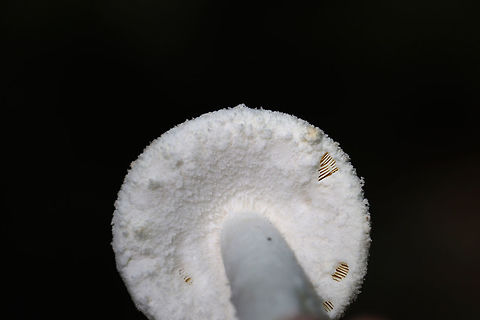 Rose-Tinted Amanita (Amanita roseitincta) On a densely forested ridge (in mostly pine straw) near a lakeside.
https://www.jungledragon.com/image/81724/rose-tinted_amanita_amanita_roseitincta.html
https://www.jungledragon.com/image/81727/rose-tinted_amanita_amanita_roseitincta.html Amanita roseitincta,Amanita roseotincta,Geotagged,Summer,United States