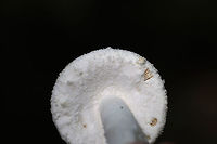 Rose-Tinted Amanita (Amanita roseitincta) On a densely forested ridge (in mostly pine straw) near a lakeside.<br />
https://www.jungledragon.com/image/81724/rose-tinted_amanita_amanita_roseitincta.html<br />
https://www.jungledragon.com/image/81727/rose-tinted_amanita_amanita_roseitincta.html Amanita roseitincta,Amanita roseotincta,Geotagged,Summer,United States