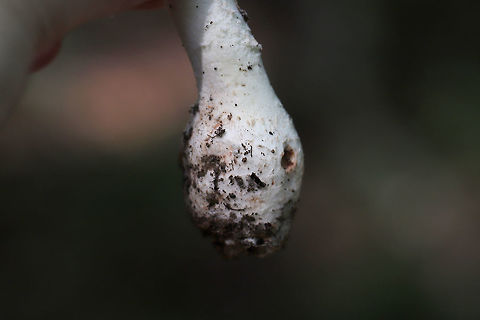 Rose-Tinted Amanita (Amanita roseitincta) On a densely forested ridge (in mostly pine straw) near a lakeside.
https://www.jungledragon.com/image/81725/rose-tinted_amanita_amanita_roseitincta.html
https://www.jungledragon.com/image/81724/rose-tinted_amanita_amanita_roseitincta.html Amanita roseitincta,Amanita roseotincta,Geotagged,Summer,United States