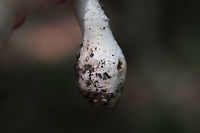 Rose-Tinted Amanita (Amanita roseitincta) On a densely forested ridge (in mostly pine straw) near a lakeside.<br />
https://www.jungledragon.com/image/81725/rose-tinted_amanita_amanita_roseitincta.html<br />
https://www.jungledragon.com/image/81724/rose-tinted_amanita_amanita_roseitincta.html Amanita roseitincta,Amanita roseotincta,Geotagged,Summer,United States