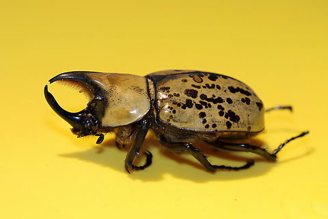 Eastern Hercules Beetle (Dynastes tityus) ♂ Dead individual in a shopping area within a small town. Exuding a strong odor! Yes, I carried this individual around Home Depot like a crazy person and got a lot of laughs/funny looks.
Indoor lighting photos:
https://www.jungledragon.com/image/81885/eastern_hercules_beetle_dynastes_tityus.html

Outdoor lighting photos:
https://www.jungledragon.com/image/81886/eastern_hercules_beetle_dynastes_tityus.html
https://www.jungledragon.com/image/81887/eastern_hercules_beetle_dynastes_tityus.html Dynastes tityus,Eastern Hercules beetle,Geotagged,Summer,United States