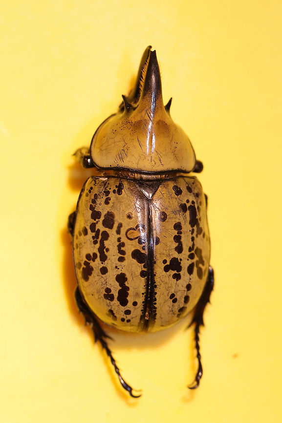 Eastern Hercules Beetle (Dynastes tityus) ♂ Dead individual in a shopping area within a small town. Exuding a strong odor! Yes, I carried this individual around Home Depot like a crazy person and got a lot of laughs/funny looks.<br />
Indoor lighting photos:<br />
<figure class="photo"><a href="https://www.jungledragon.com/image/81884/eastern_hercules_beetle_dynastes_tityus_.html" title="Eastern Hercules Beetle (Dynastes tityus) ♂"><img src="https://s3.amazonaws.com/media.jungledragon.com/images/3231/81884_thumb.jpg?AWSAccessKeyId=05GMT0V3GWVNE7GGM1R2&Expires=1759968010&Signature=Xx9cDpT9qceLkeH7ByOccyQRGlE%3D" width="200" height="134" alt="Eastern Hercules Beetle (Dynastes tityus) ♂ Dead individual in a shopping area within a small town. Exuding a strong odor! Yes, I carried this individual around Home Depot like a crazy person and got a lot of laughs/funny looks.<br />
Indoor lighting photos:<br />
https://www.jungledragon.com/image/81885/eastern_hercules_beetle_dynastes_tityus.html<br />
<br />
Outdoor lighting photos:<br />
https://www.jungledragon.com/image/81886/eastern_hercules_beetle_dynastes_tityus.html<br />
https://www.jungledragon.com/image/81887/eastern_hercules_beetle_dynastes_tityus.html Dynastes tityus,Eastern Hercules beetle,Geotagged,Summer,United States" /></a></figure><br />
<br />
Outdoor lighting photos:<br />
<figure class="photo"><a href="https://www.jungledragon.com/image/81886/eastern_hercules_beetle_dynastes_tityus_.html" title="Eastern Hercules Beetle (Dynastes tityus) ♂"><img src="https://s3.amazonaws.com/media.jungledragon.com/images/3231/81886_thumb.jpg?AWSAccessKeyId=05GMT0V3GWVNE7GGM1R2&Expires=1759968010&Signature=Ny5kP6ZaJ66jyeJMsUs8A%2FrGdwY%3D" width="200" height="134" alt="Eastern Hercules Beetle (Dynastes tityus) ♂ Dead individual in a shopping area within a small town. Exuding a strong odor! Yes, I carried this individual around Home Depot like a crazy person and got a lot of laughs/funny looks.<br />
<br />
Indoor lighting photos:<br />
https://www.jungledragon.com/image/81885/eastern_hercules_beetle_dynastes_tityus.html<br />
https://www.jungledragon.com/image/81884/eastern_hercules_beetle_dynastes_tityus.html<br />
Outdoor lighting photos:<br />
https://www.jungledragon.com/image/81887/eastern_hercules_beetle_dynastes_tityus.html Dynastes tityus,Eastern Hercules beetle,Geotagged,Summer,United States" /></a></figure><br />
<figure class="photo"><a href="https://www.jungledragon.com/image/81887/eastern_hercules_beetle_dynastes_tityus_.html" title="Eastern Hercules Beetle (Dynastes tityus) ♂"><img src="https://s3.amazonaws.com/media.jungledragon.com/images/3231/81887_thumb.jpg?AWSAccessKeyId=05GMT0V3GWVNE7GGM1R2&Expires=1759968010&Signature=nYpWBunry2iPXEhCS23sfNpFDvY%3D" width="200" height="134" alt="Eastern Hercules Beetle (Dynastes tityus) ♂ Dead individual in a shopping area within a small town. Exuding a strong odor! Yes, I carried this individual around Home Depot like a crazy person and got a lot of laughs/funny looks.<br />
<br />
Indoor lighting photos:<br />
https://www.jungledragon.com/image/81885/eastern_hercules_beetle_dynastes_tityus.html<br />
https://www.jungledragon.com/image/81884/eastern_hercules_beetle_dynastes_tityus.html<br />
Outdoor lighting photos:<br />
https://www.jungledragon.com/image/81886/eastern_hercules_beetle_dynastes_tityus.html Dynastes tityus,Eastern Hercules beetle,Geotagged,Summer,United States" /></a></figure> Dynastes tityus,Eastern Hercules beetle,Geotagged,Summer,United States