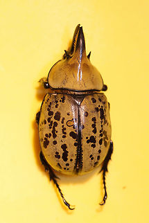 Eastern Hercules Beetle (Dynastes tityus) ♂ Dead individual in a shopping area within a small town. Exuding a strong odor! Yes, I carried this individual around Home Depot like a crazy person and got a lot of laughs/funny looks.
Indoor lighting photos:
https://www.jungledragon.com/image/81884/eastern_hercules_beetle_dynastes_tityus.html

Outdoor lighting photos:
https://www.jungledragon.com/image/81886/eastern_hercules_beetle_dynastes_tityus.html
https://www.jungledragon.com/image/81887/eastern_hercules_beetle_dynastes_tityus.html Dynastes tityus,Eastern Hercules beetle,Geotagged,Summer,United States