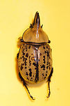 Eastern Hercules Beetle (Dynastes tityus) ♂ Dead individual in a shopping area within a small town. Exuding a strong odor! Yes, I carried this individual around Home Depot like a crazy person and got a lot of laughs/funny looks.<br />
Indoor lighting photos:<br />
https://www.jungledragon.com/image/81884/eastern_hercules_beetle_dynastes_tityus.html<br />
<br />
Outdoor lighting photos:<br />
https://www.jungledragon.com/image/81886/eastern_hercules_beetle_dynastes_tityus.html<br />
https://www.jungledragon.com/image/81887/eastern_hercules_beetle_dynastes_tityus.html Dynastes tityus,Eastern Hercules beetle,Geotagged,Summer,United States