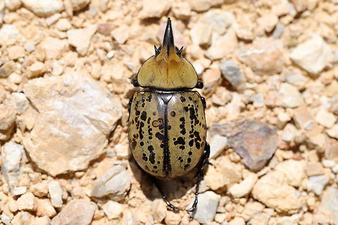 Eastern Hercules Beetle (Dynastes tityus) ♂ Dead individual in a shopping area within a small town. Exuding a strong odor! Yes, I carried this individual around Home Depot like a crazy person and got a lot of laughs/funny looks.

Indoor lighting photos:
https://www.jungledragon.com/image/81885/eastern_hercules_beetle_dynastes_tityus.html
https://www.jungledragon.com/image/81884/eastern_hercules_beetle_dynastes_tityus.html
Outdoor lighting photos:
https://www.jungledragon.com/image/81887/eastern_hercules_beetle_dynastes_tityus.html Dynastes tityus,Eastern Hercules beetle,Geotagged,Summer,United States